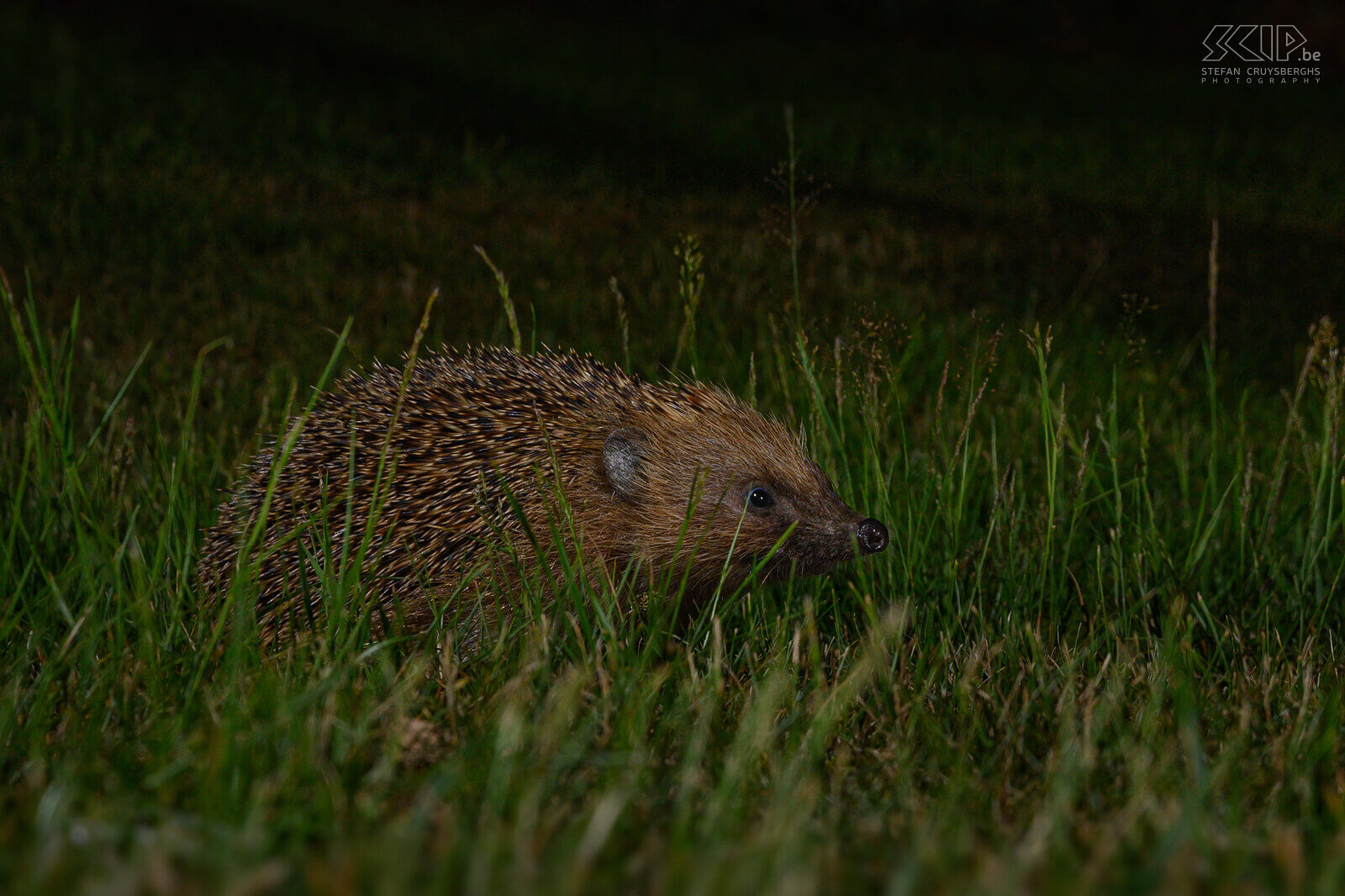 Nocturnal animals in our garden - Hedgehog The hedgehog is a nocturnal animal and visits our garden almost daily. It is an insectivore with a length of 20-30cm and its spines can be up to 2.5cm long. They mainly eat snails, earthworms, beetles, caterpillars, earwigs,… but amphibians and small rodents are also sometimes on the menu. They live solitary and hibernate from October-November. Stefan Cruysberghs